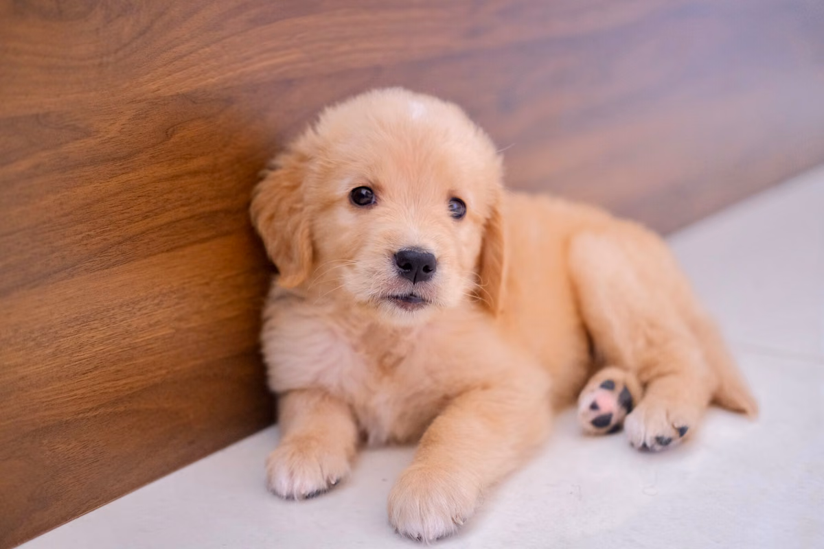 The Pup