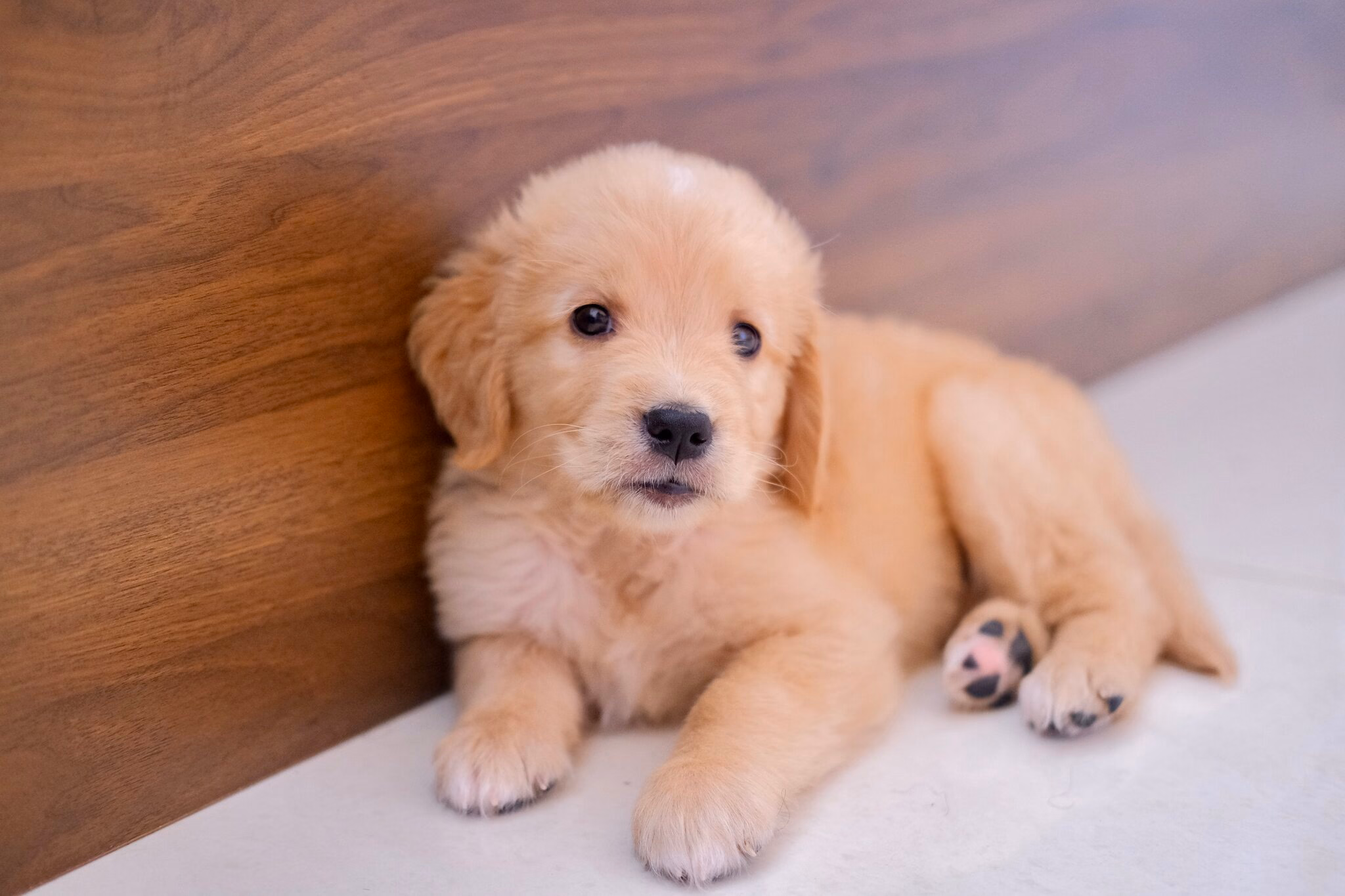 The Pup