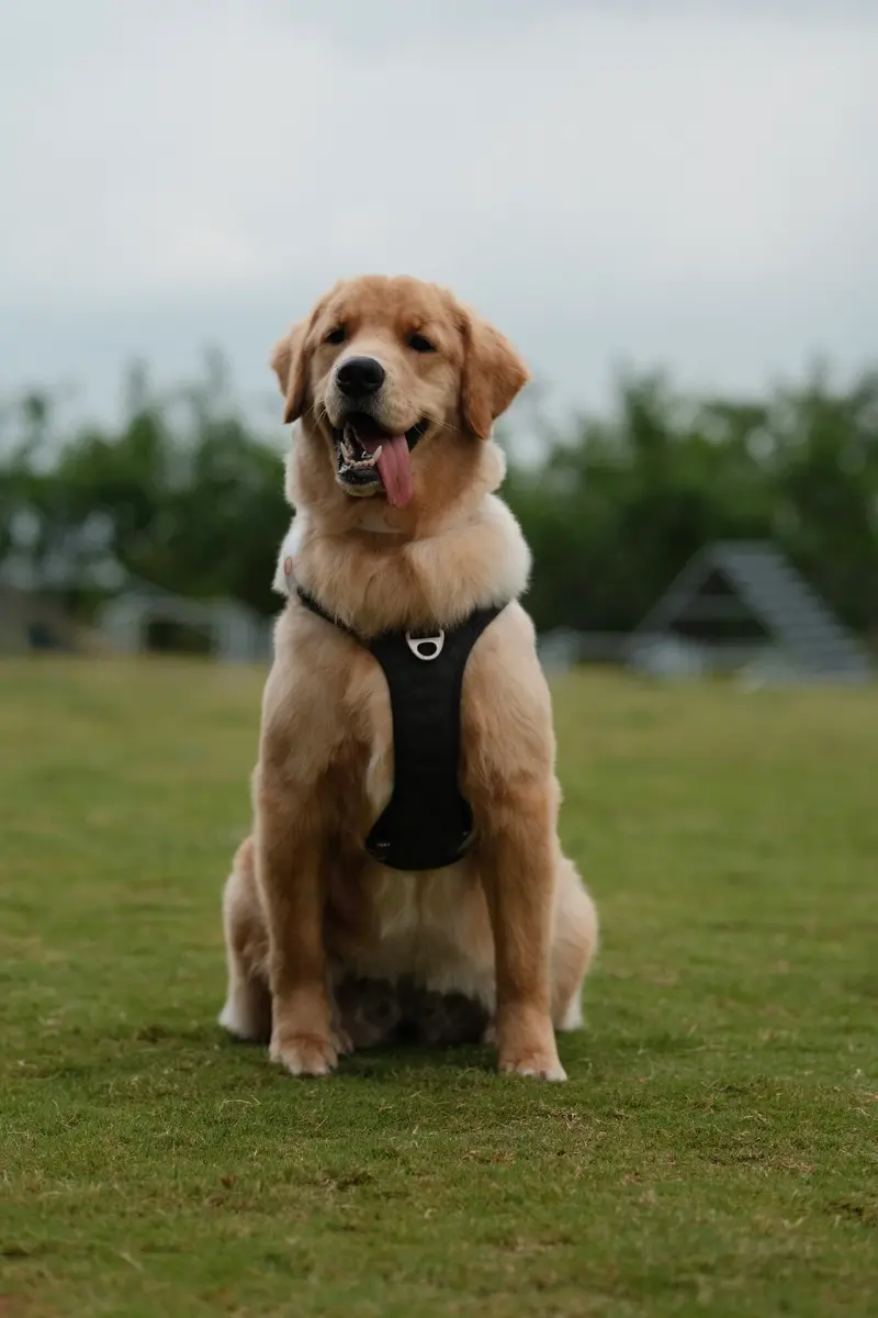 Chelsea, Our Firstborn Golden Retriever