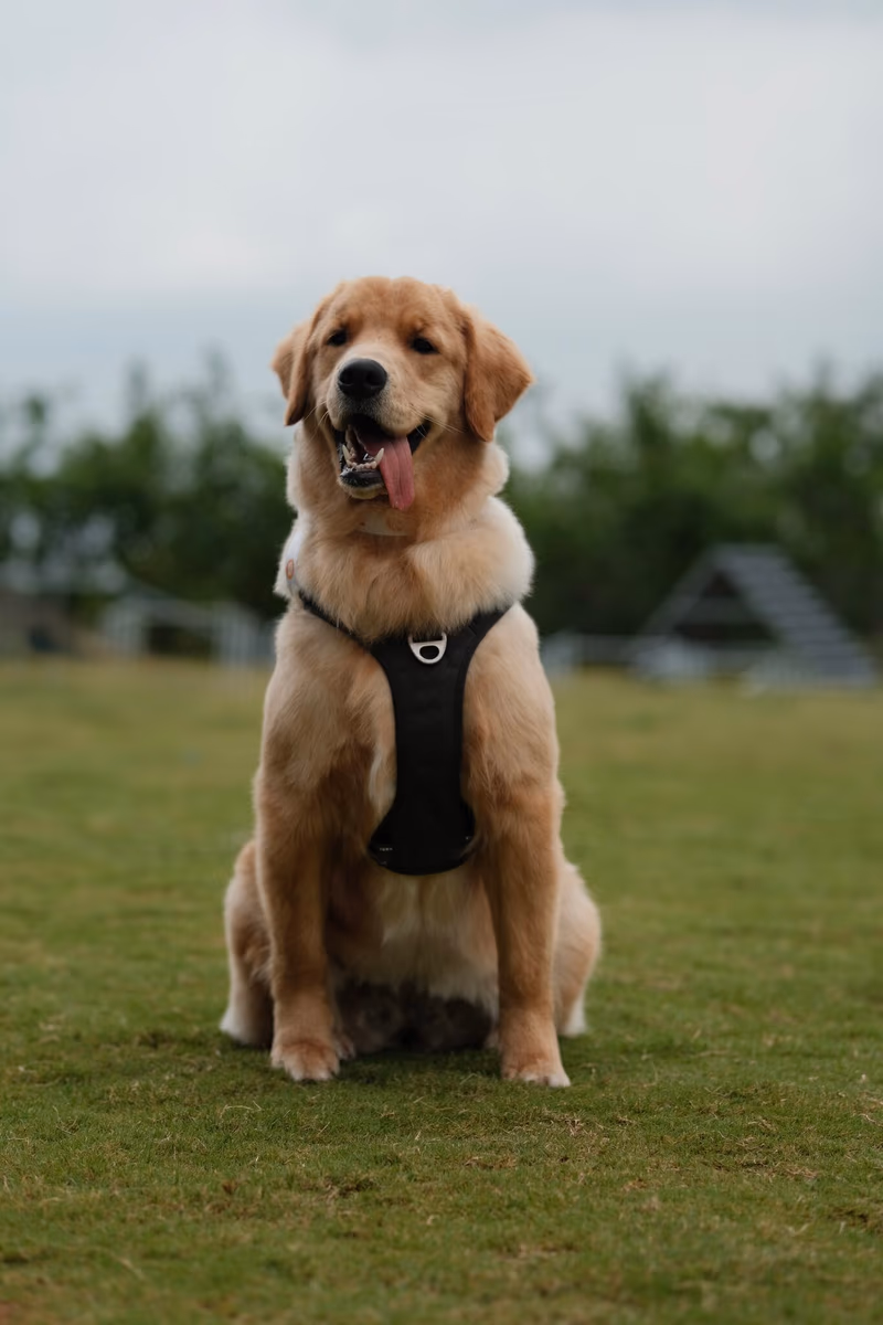 Chelsea, Our Firstborn Golden Retriever