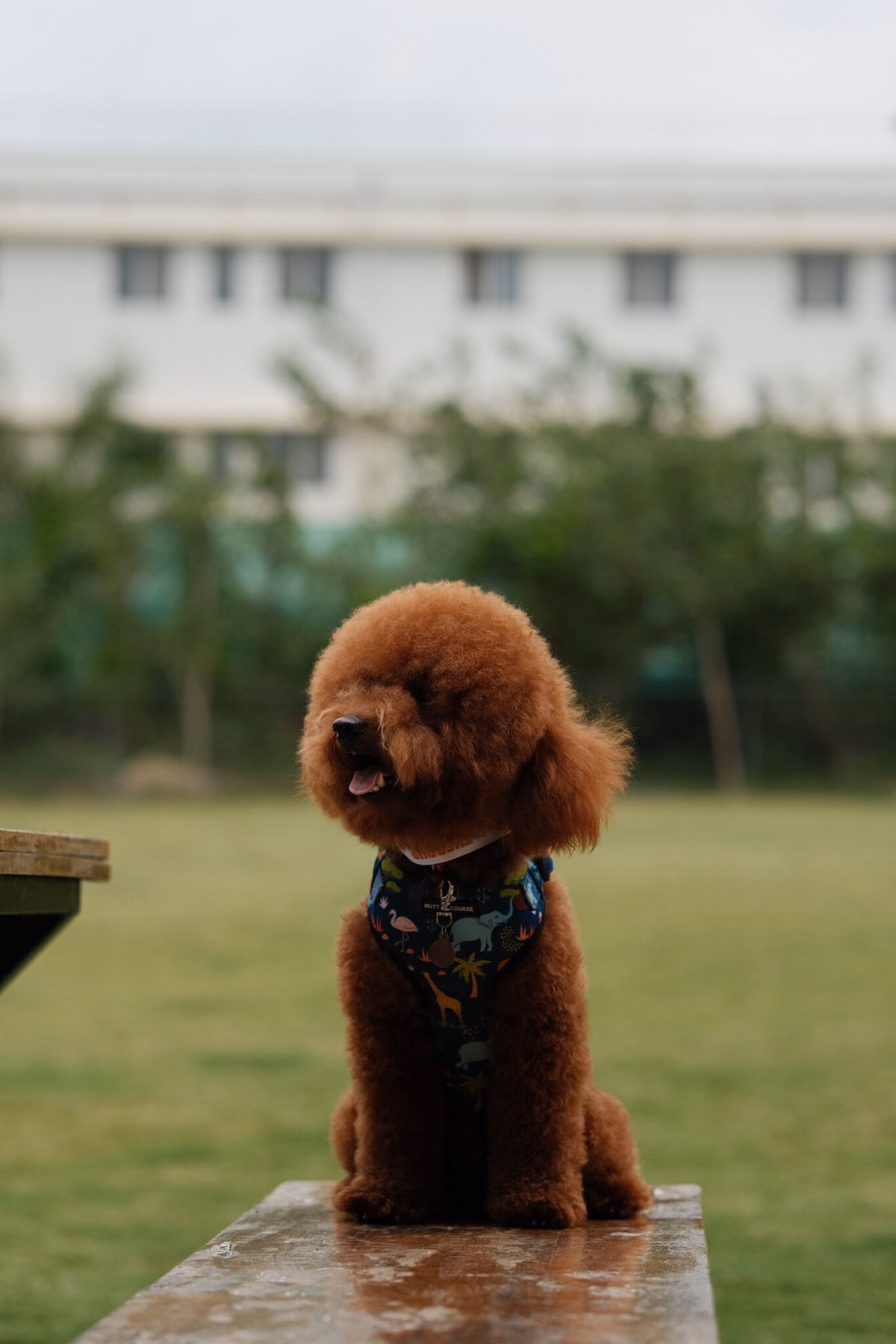Coco The Poodle