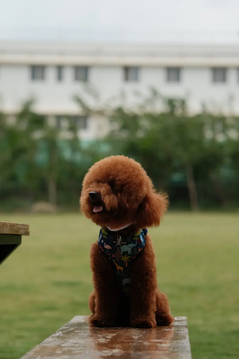 Coco The Poodle