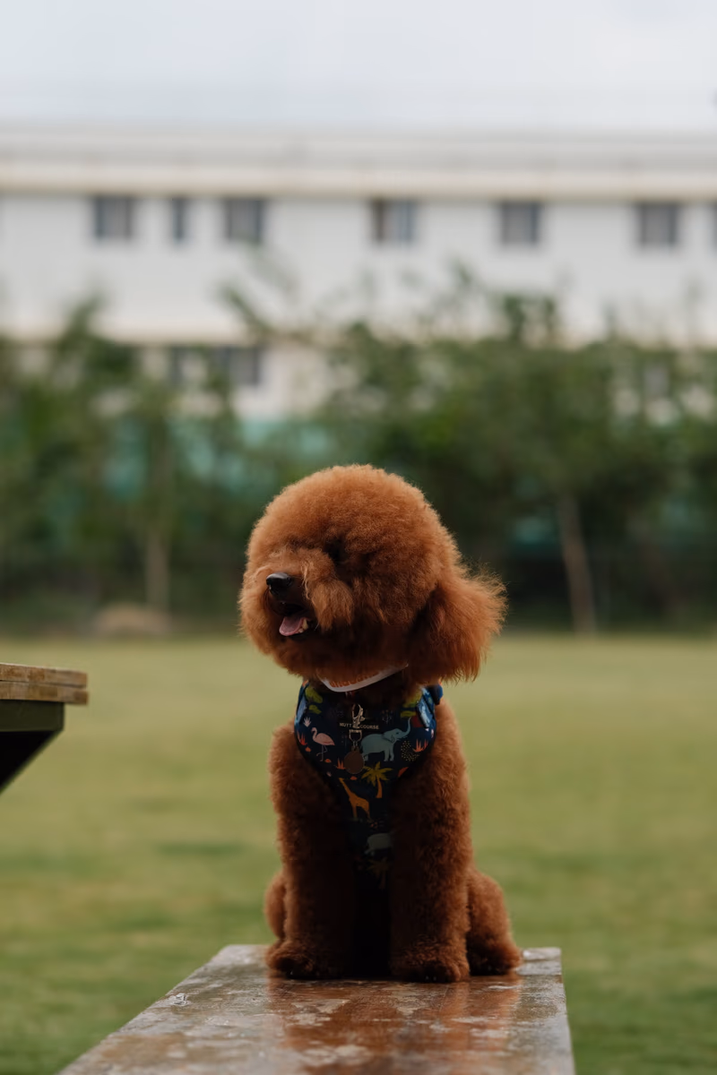Coco The Poodle