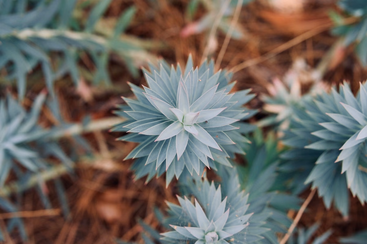 Euphorbia Rigida, Melbourne Zoo