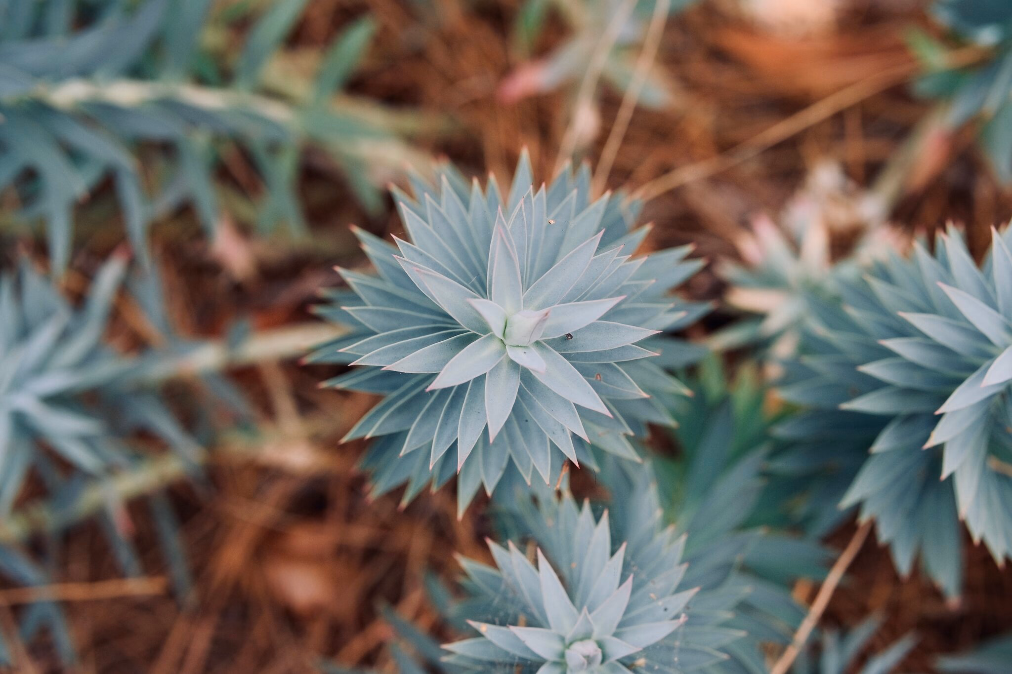 Euphorbia Rigida, Melbourne Zoo