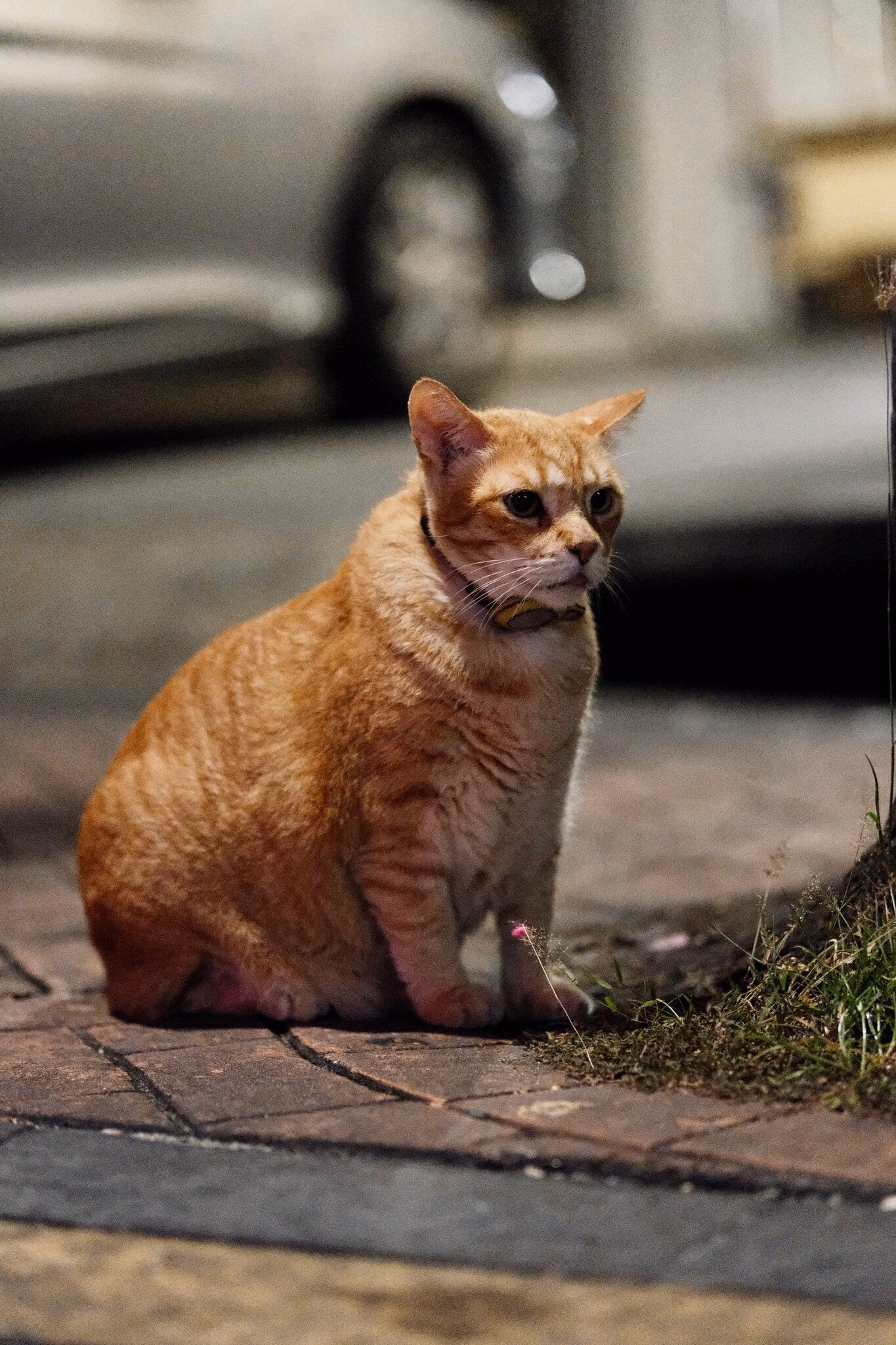 Street Cat, Georgetown