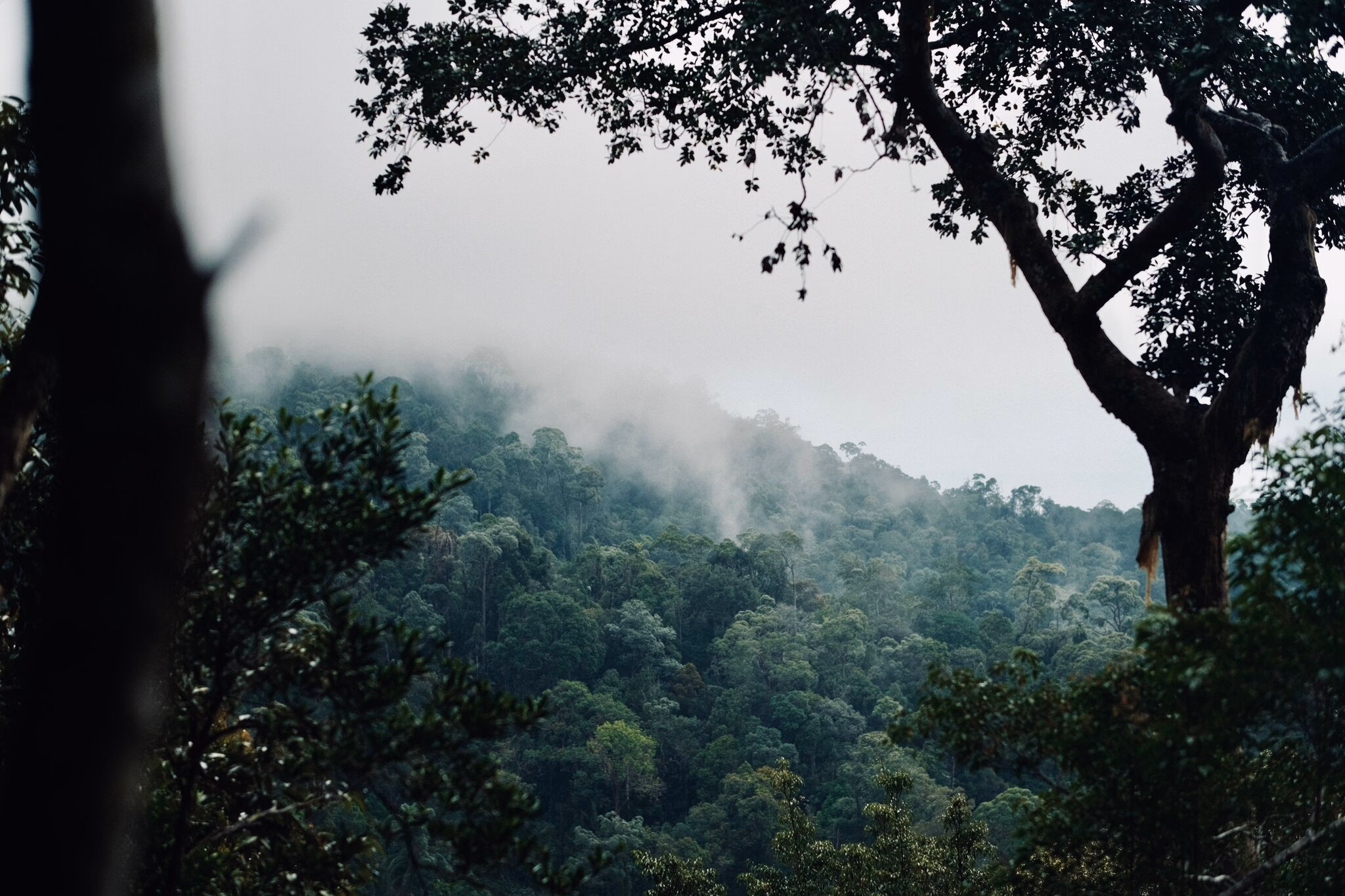 Far-away Mountains, The Habitat
